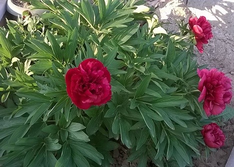 Paeonia delavayi