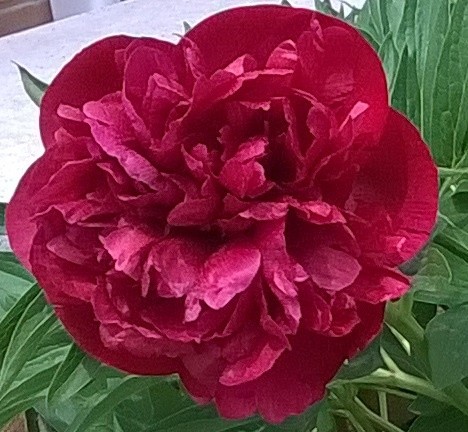 Floare bujor rosie