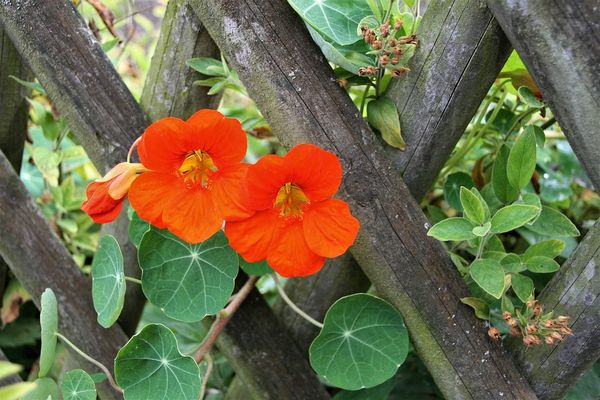 Condurul-doamnei (Nasturtium)