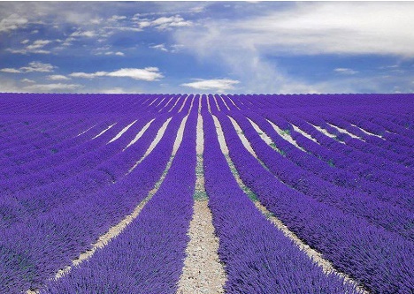 Lanuri de lavanda