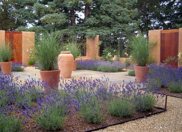 Lavanda in gradina moderna