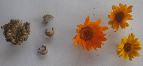 Galbenele - calendula officinalis Galbenele - calendula officinalis