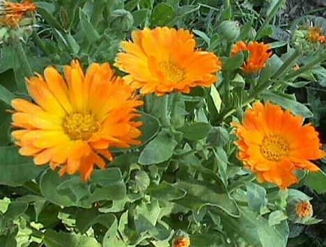 Galbenele - calendula officinalis Galbenele - calendula officinalis