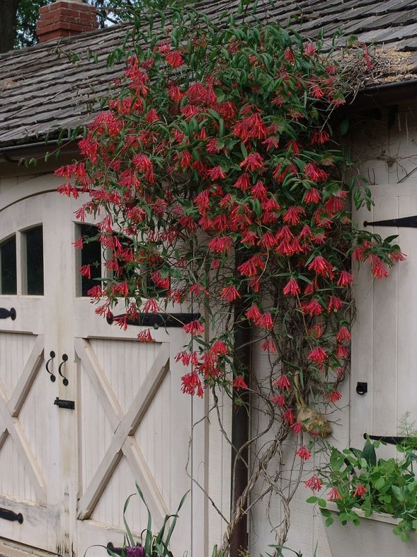 Lonicera sempervirens