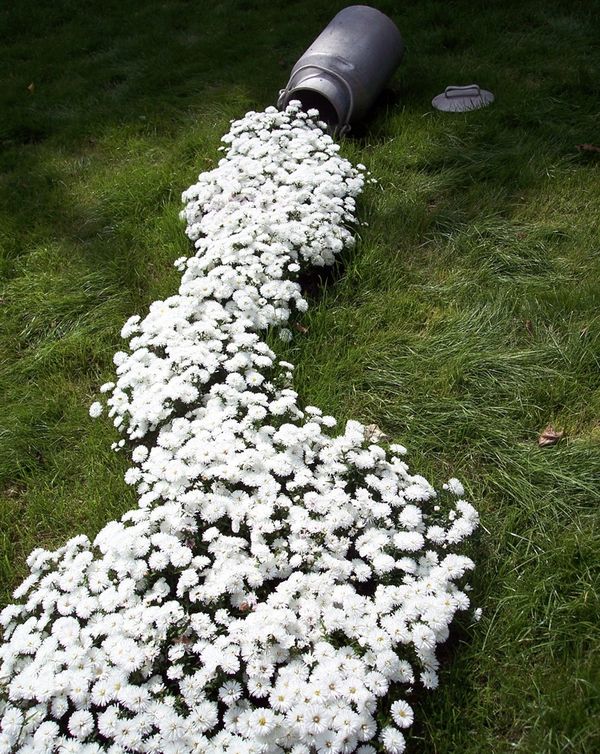 Decor gradina flori albe curgatoare