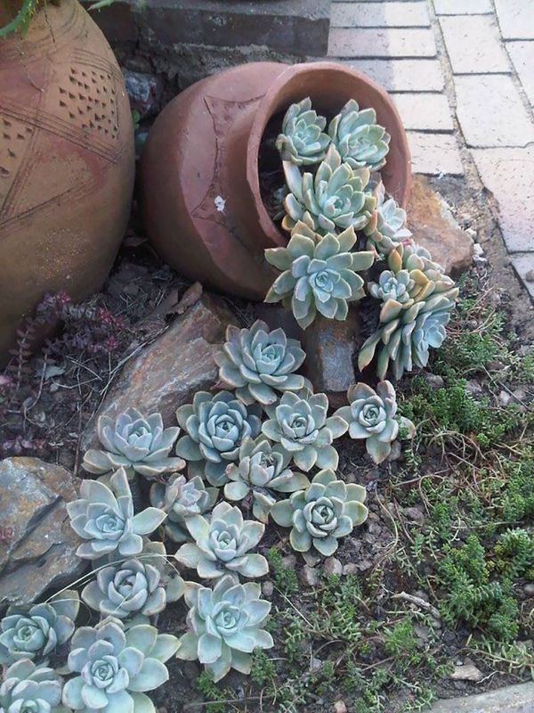 Ghiveci cactusi curgatori