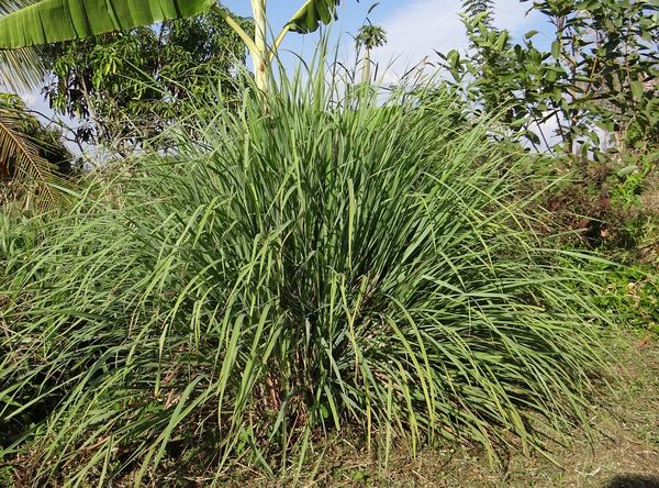 Citronela, lemon grass