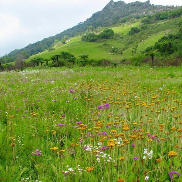 Camp cu flori salbatice