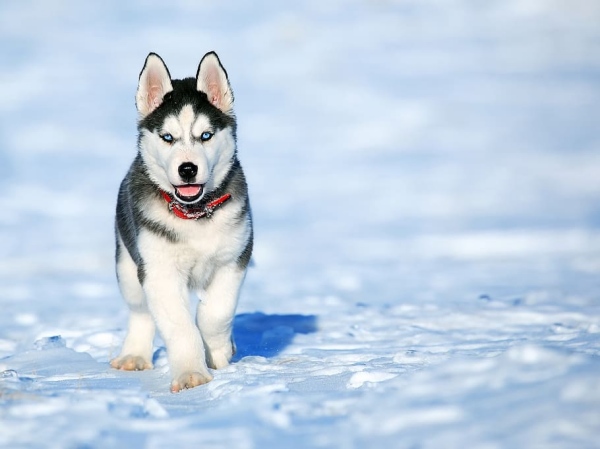 Husky Siberian