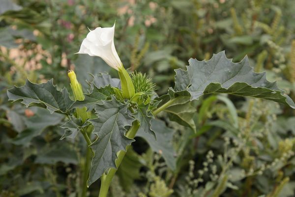 Ciumfaia - Datura stramonium