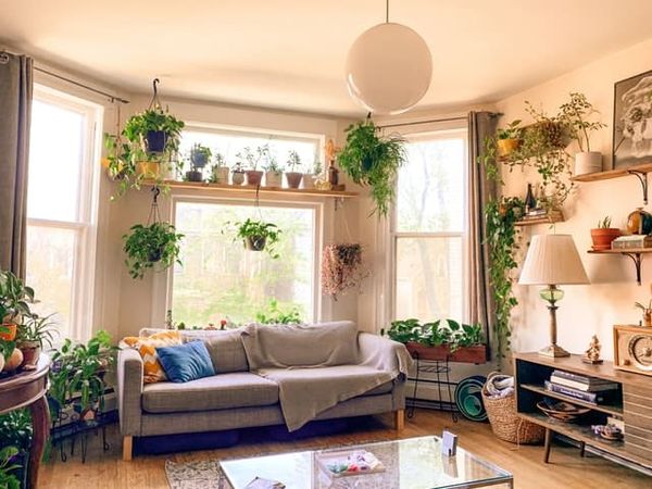 Decorrea casei cu plante
