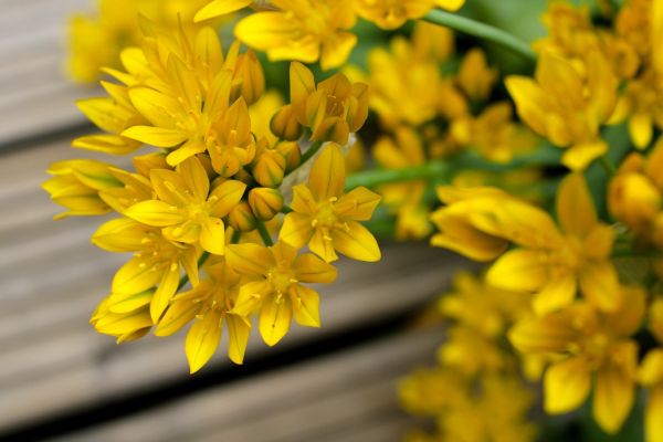 Ceapa decorative cu flori galbene