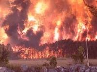PREVENIREA INCENDIILOR FORESTIERE PREVENIREA INCENDIILOR FORESTIERE