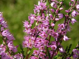 Calluna vulgaris - denumita popular Iarba neagra