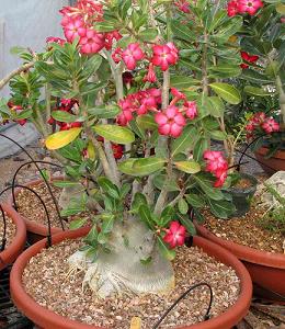 Trandafirul desertului (Adenium obesum)