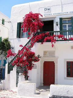 Bougainvillea, floarea de hartie