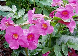 Incarvillea Delavayi