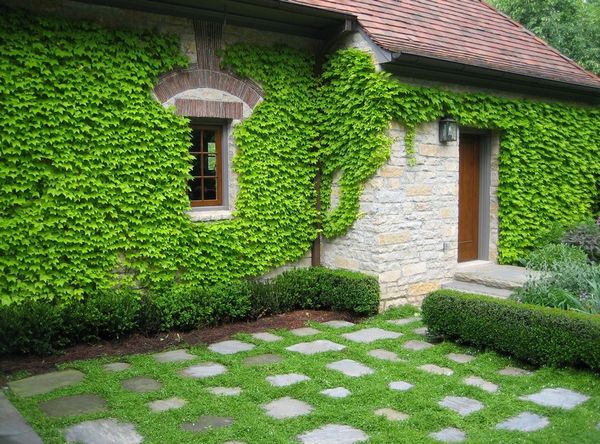 Fatada cu iedera Iedera pe fatada