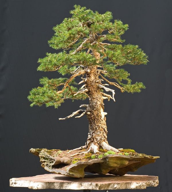 Bonsai conifer