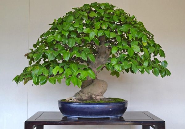 Bonsai tropical