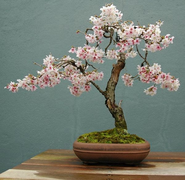 Bonsai cires inflorit