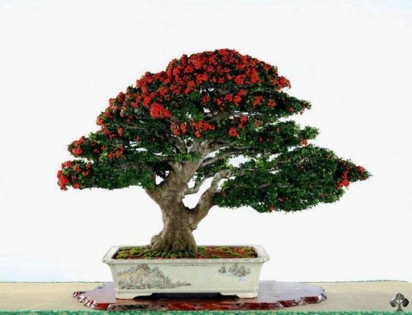 Bonsai inflorit