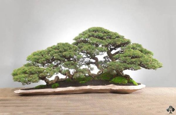 Penjing, varianta chineza a Bonsai-ului