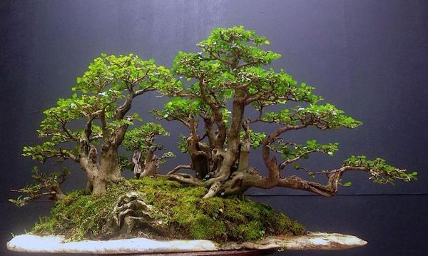 Bonsai