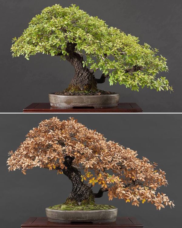 Evolutia cromaticii unui bonsai cu frunze cazatoare
