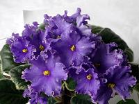 Violete africane
