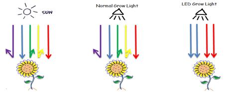 Spectrul de lumini si cresterea plantelor