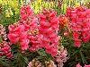 Antirrhinum