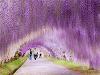 Cum arata gradina japoneza Kawachi Fuji, unde te plimbi inconjurat de flori