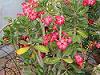 Trandafirul desertului (Adenium obesum)